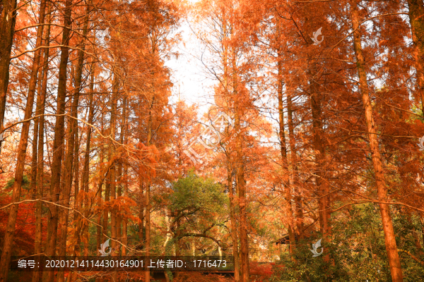森林秋景
