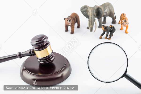 動物模型拍攝野生動物保護(hù)法配圖