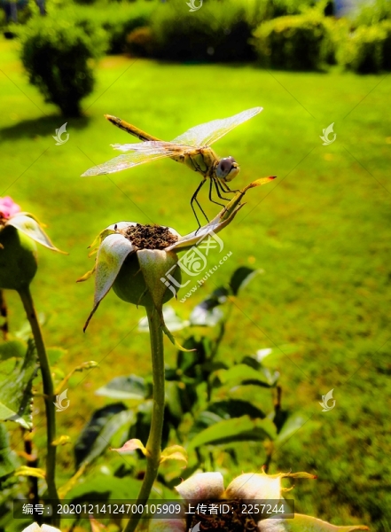 蜻蜓