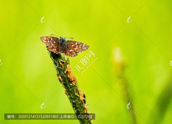蝴蝶