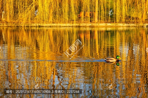公園湖泊