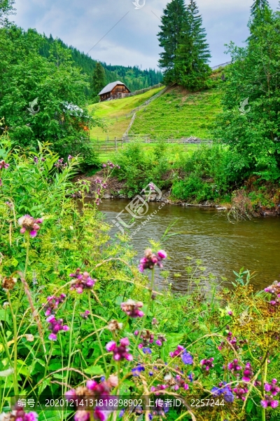 河邊野花