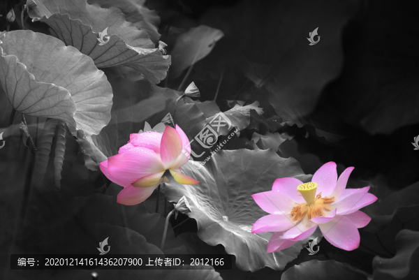 水墨荷花