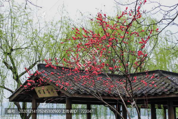 西湖桃花艷
