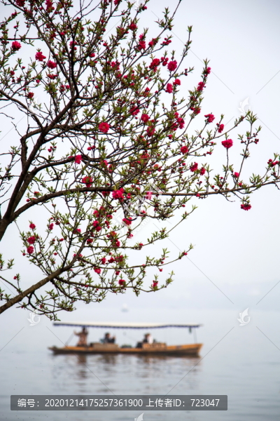 西湖桃花艷