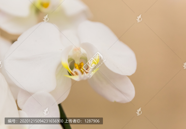 白色蝴蝶蘭