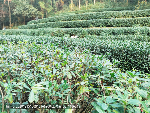 龍井茶園