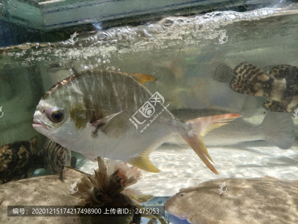 鯧魚