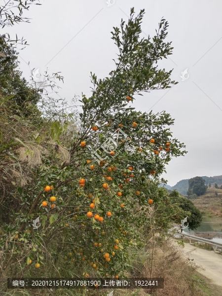果樹