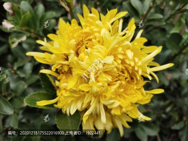 金絲菊