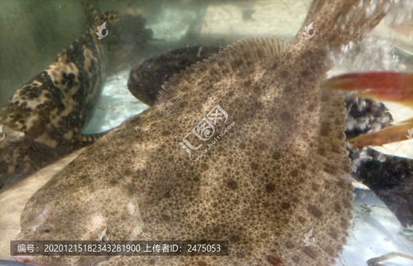 多寶魚