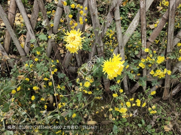 花園