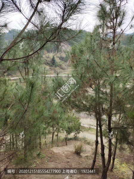 樅樹枝葉