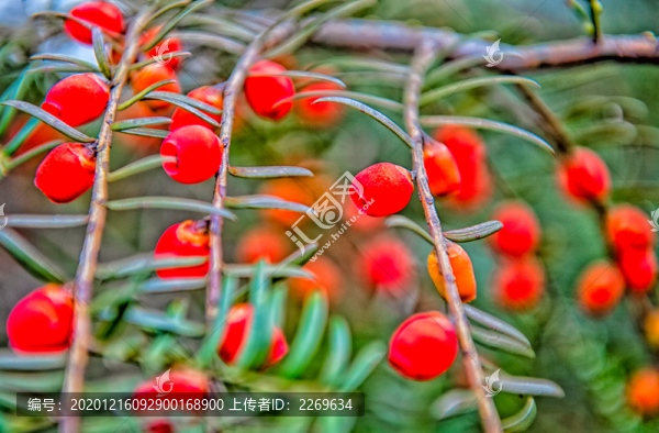 紅豆杉