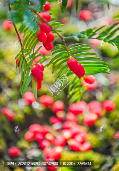 紅豆杉
