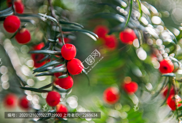 紅豆杉