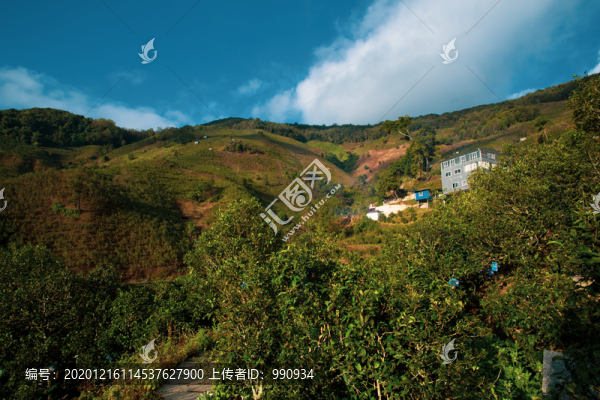 冰島古茶樹