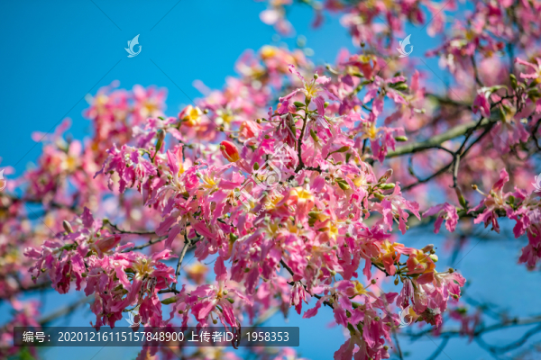 異木棉花開