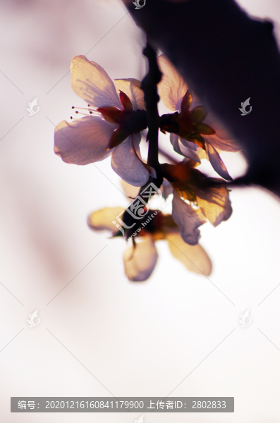 桃花夢