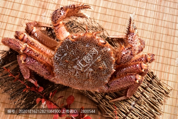 海螃蟹