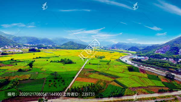 雨潤丁香大畈