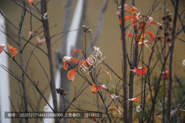 紅葉枝干