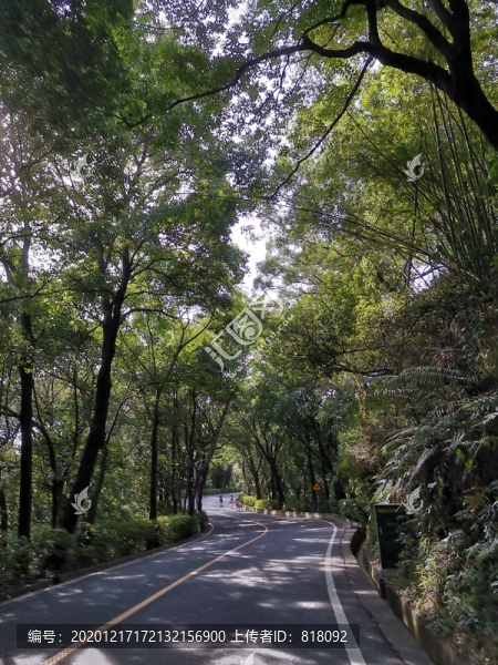 森林