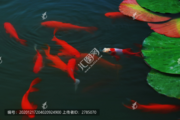 睡蓮錦鯉