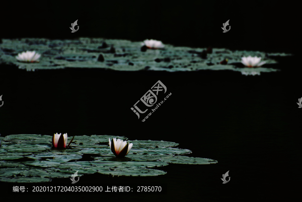 意境睡蓮
