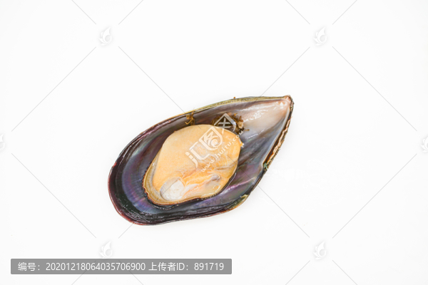 貽貝