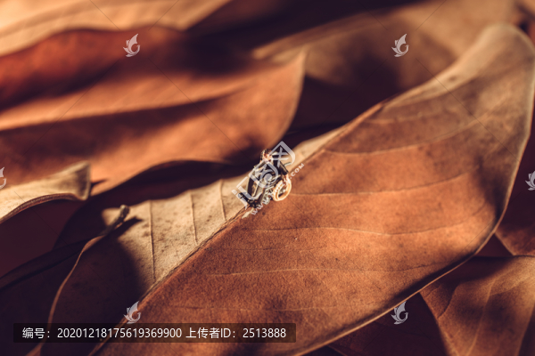 人們在一堆散落的枯葉上休閑觀光