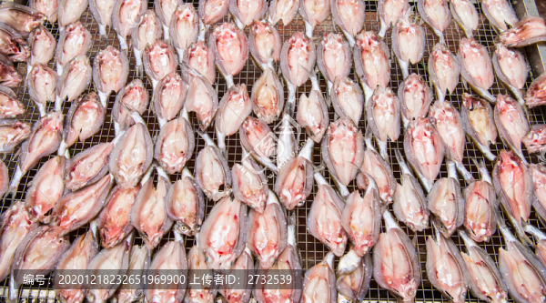 魚(yú)