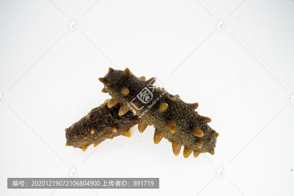 海參