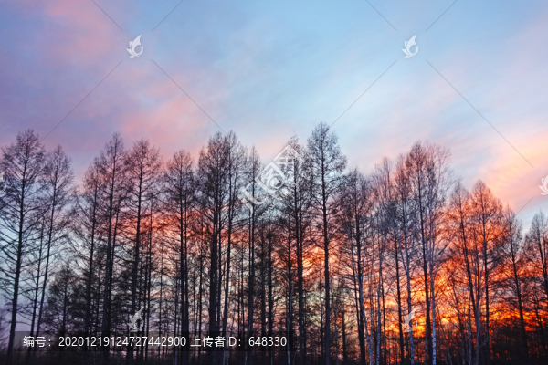 晚霞樹林
