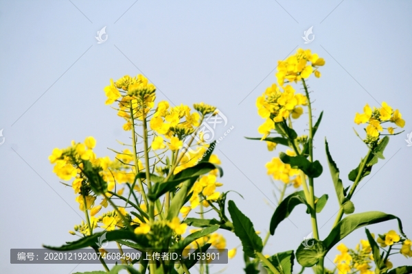 油菜開(kāi)花