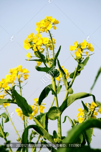 油菜開花