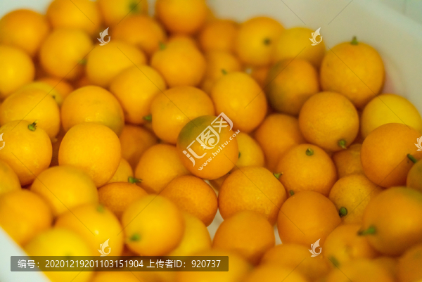 小金桔