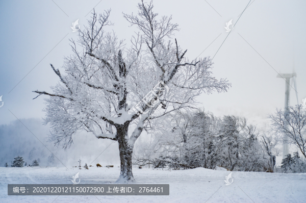 冬季東北雪景霧凇樹掛