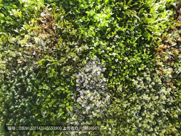 植物墻