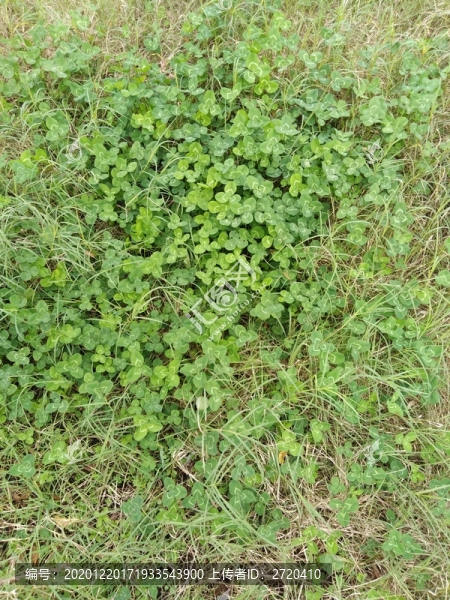 草地