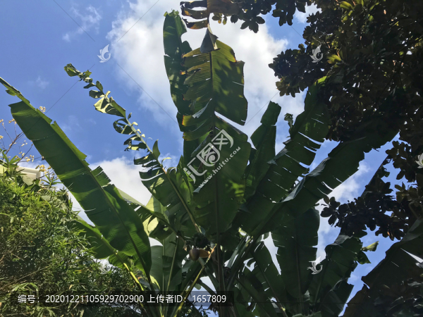 芭蕉葉