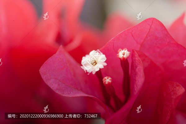 粉紅色盛開的勒杜鵑花