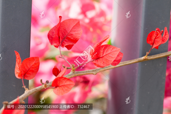 粉紅色盛開的勒杜鵑花