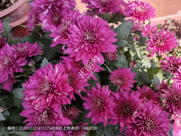 紫紅菊花