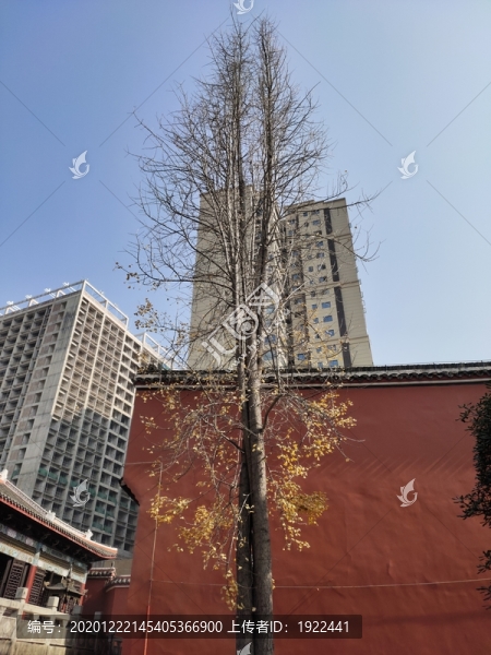 銀杏