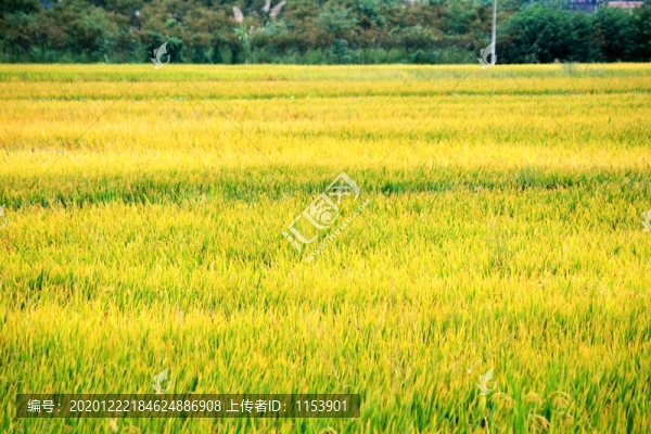 稻田