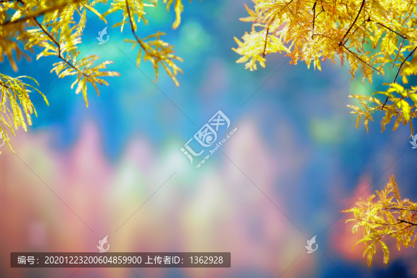 大夫山池杉