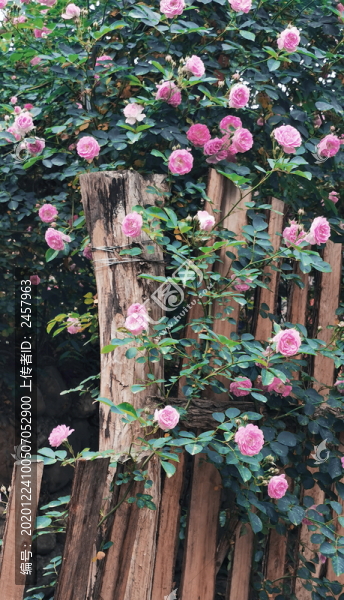 山花薔薇花