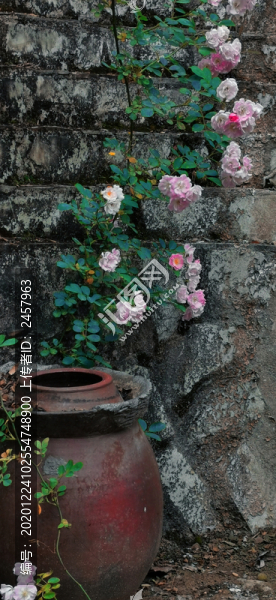 薔薇花