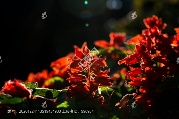 紅葉